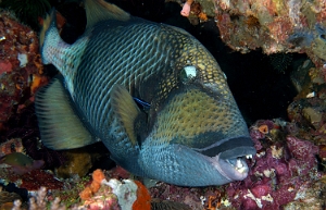 Raja Ampat 2019 - DSC07962_rc - Titan triggerfish - Baliste titan - Balistoides viridescens